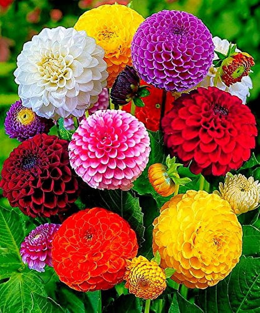 USA-Seller Perennial Flowers Vary Colors Dahlias Seeds 20pcs (#0485