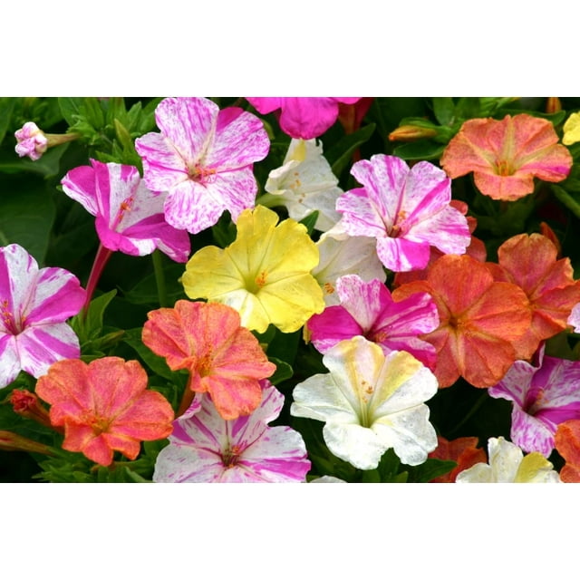NIKA SEEDS Flowers STF9 Four O'clock Marvel of Peru Mirabilis Mix