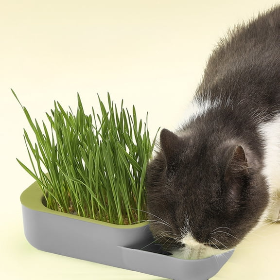 NIUBWJL Cat Grass Hydroponic Grow Kit Soil-Free, Indoor Planter With Germination Tray & Breathable Lid, Mess-Free Reusable Growing Box, No Seeds Included