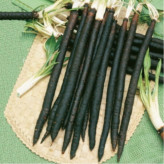 NJWEOUK Seeds Black Root Salsify Scorzonera Plant Heiroom Vegetable for Planting