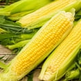 thumbnail image 1 of NK 199 Treated Sweet Corn Seed, 1 of 8