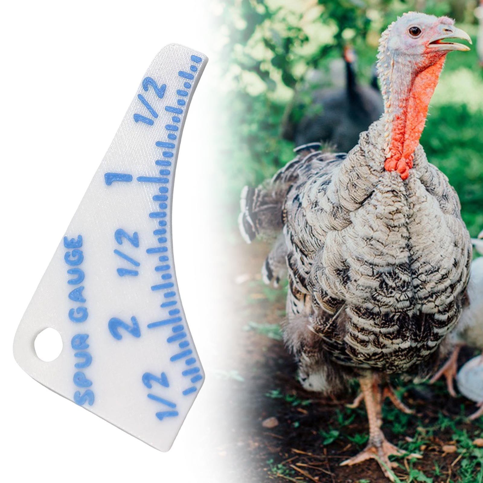 NKOOGH 4Pcs Wild Turkey Chicken Spur Gauge for Measuring Length