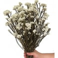 thumbnail image 1 of NOGIS 17.7 Inches Natural Preserved Millet Flowers Dried Bouquet Flowers and Plants Arrangements for Home and Wedding Decoration (Light Green), 1 of 5