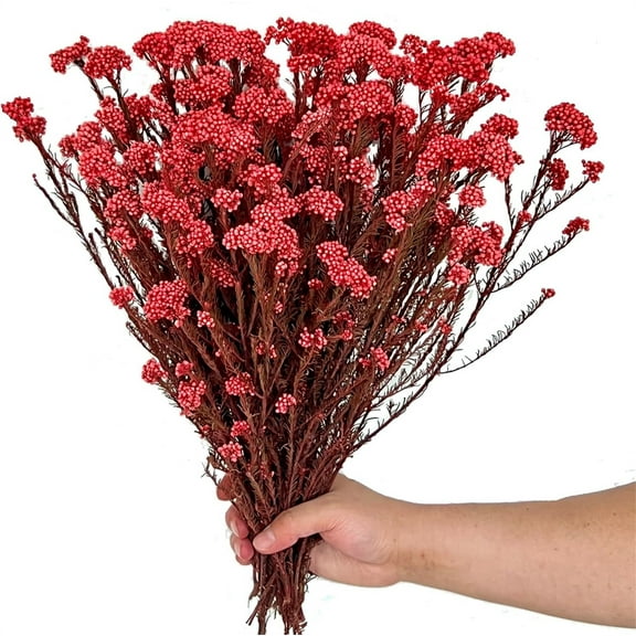 NOGIS 17.7 Inches Natural Preserved Millet Flowers Helichrysum Dried Bouquet Rice Flower for Home and Wedding Decoration (Red)