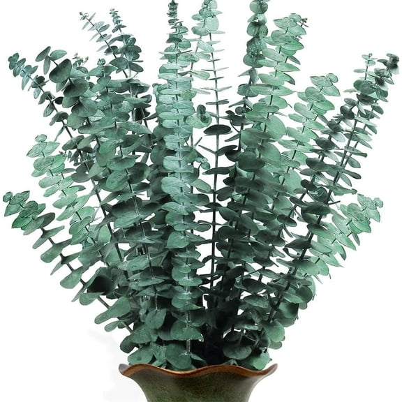 NOGIS 20 Pack Dried Eucalyptus Bundle,17 inch 100% Natural Fresh Eucalyptus Branches Greenery Eucalyptus Stems for Aromatherapy to Your Shower,Also for Flower Arrangements Wedding Home Decor