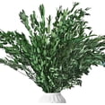 thumbnail image 1 of NOGIS Dried Eucalyptus Preserved Greenery Stems, 16'' 2.1oz Natural Real Eucalyptus Bundles for Shower, Green Leaves Plant for Arrangement, Wedding, Home, Office Decor (Green), 1 of 7