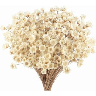 pantydropper × uncrowd Dry flower white 81JoF926KrL._UF350,350_QL50_.jpg