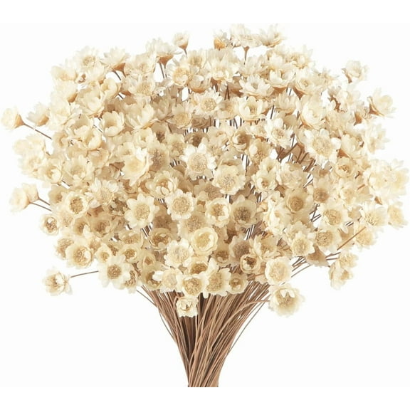 NOGIS Natural Dried Flowers Brazilian Small Star Daisy Dried Decorative Mini Chamomile Bouquet for Wedding Floral Arrangements Home Decorations Valentine's Day Gifts (100 Stems) (White)