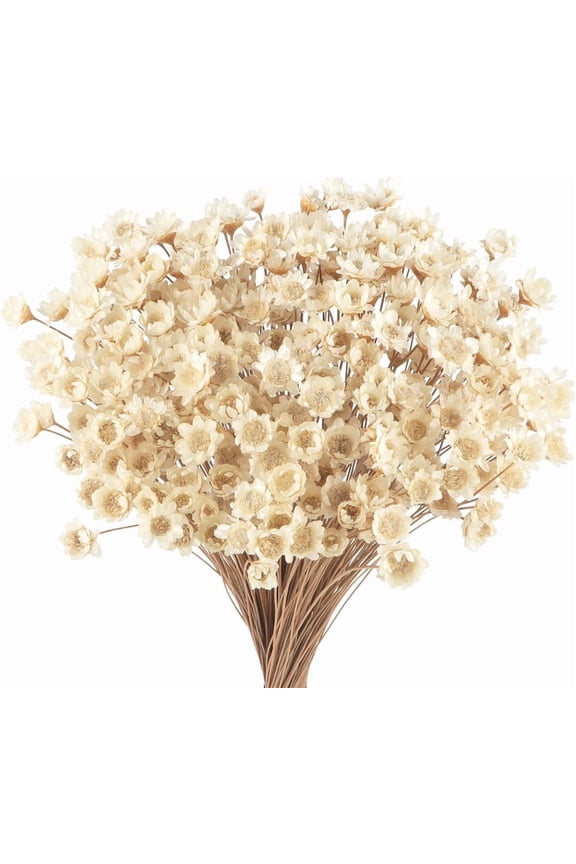 Natural Dried Flowers Brazilian Small Star Daisy Dried Decorative Mini Chamomile Bouquet for Wedding Floral Arrangements Home Decorations Valentine's Day Gifts (100 Stems) (White)