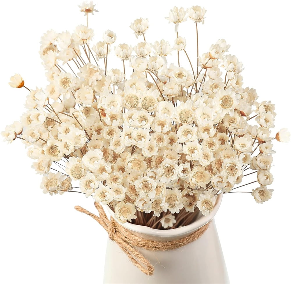100Pcs Natural Dried Flowers Brazilian Small Star Daisy Dry White Decorative, NOGIS Mini Chamomile Bouquet for Wedding Floral Arrangements Home Decorations