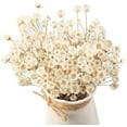 thumbnail image 1 of 100Pcs Natural Dried Flowers Brazilian Small Star Daisy Dry White Decorative, NOGIS Mini Chamomile Bouquet for Wedding Floral Arrangements Home Decorations, 1 of 7