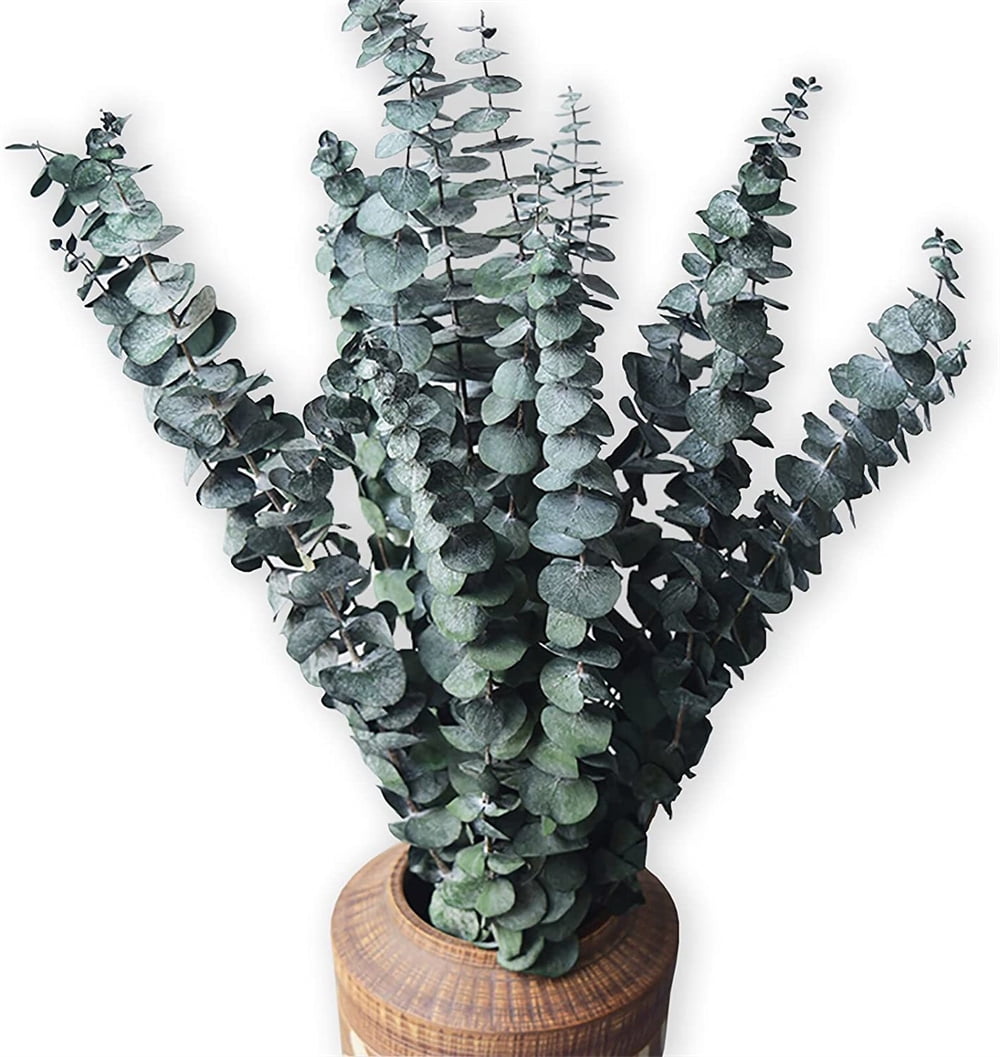 NOGIS PreservedDriedEucalyptusBranches,17" Natural Fresh Eucalyptus