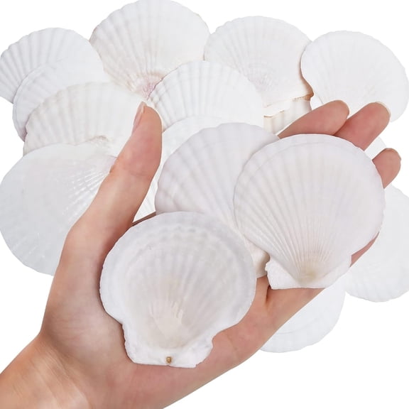 NORIZF 30Pcs Natural Scallop Shells White Sea Shells for Decorating from Sea Beach Real Seashells for Diy Craft Painting Ocean Themed Party Wedding 2''-3''