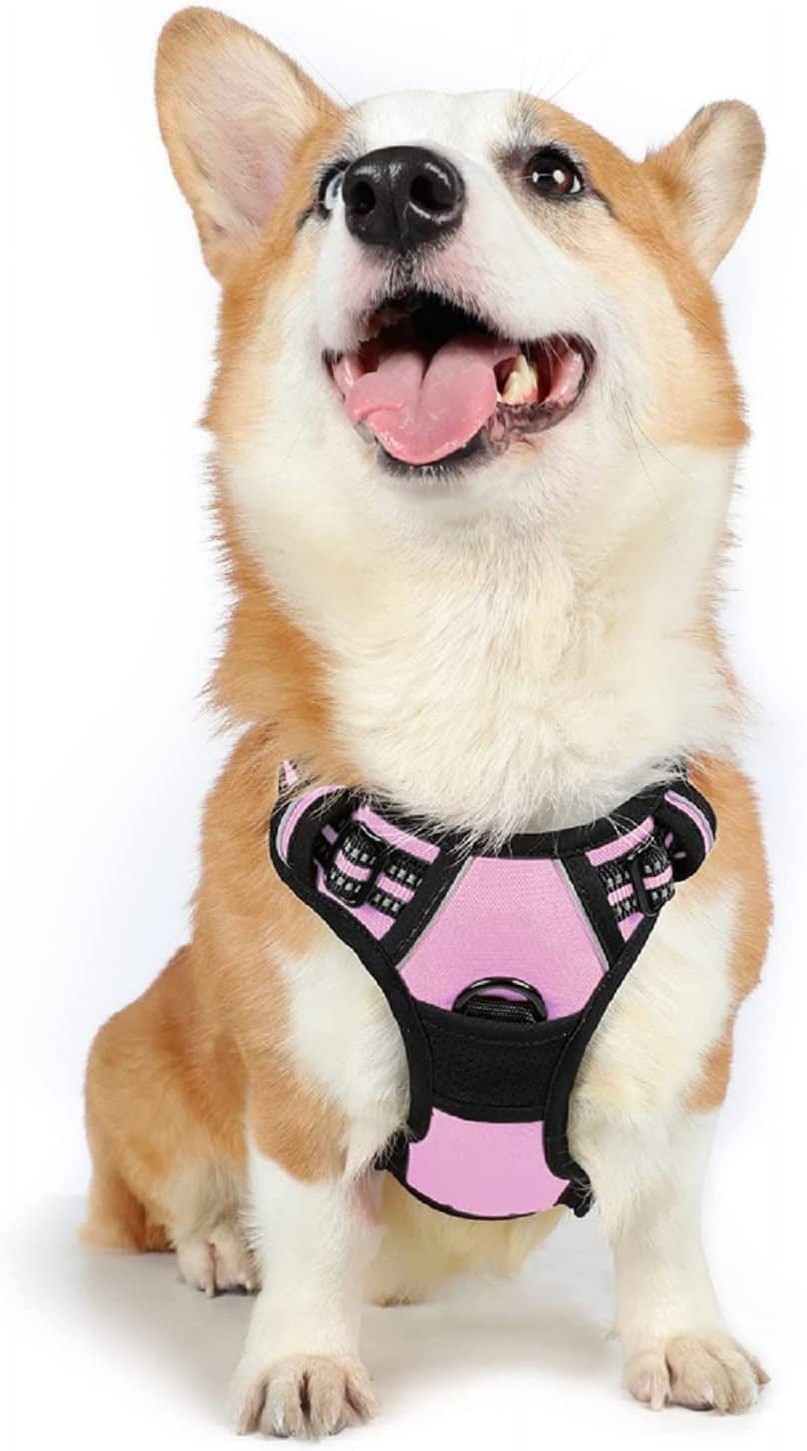 DOG・DOG $_12.JPG?set_id=880000500F