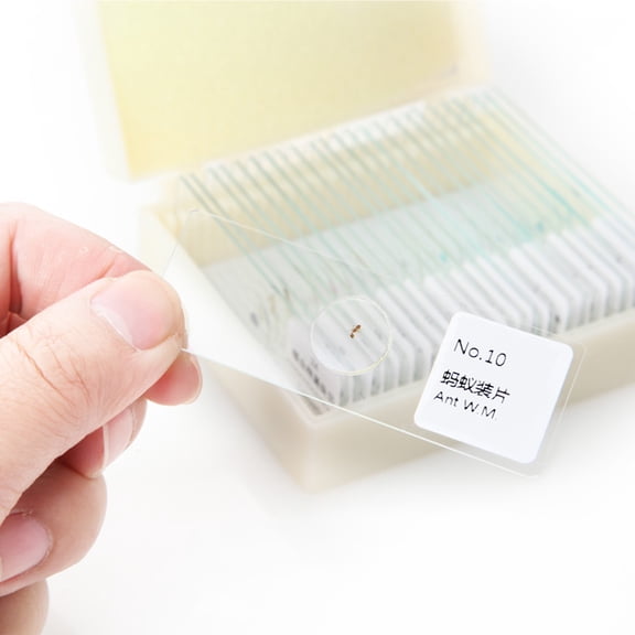 Toyandona 10Pcs Biology Sample Set White Glass Prepared Microscope Slides for Study of Plant Animal Specimens