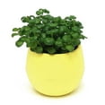 thumbnail image 1 of NUZYZ Succulent Plants Flower Pot Saucer Tray Planter Home Desk Garden Decor, 1 of 4