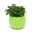 thumbnail image 1 of NUZYZ Succulent Plants Flower Pot Saucer Tray Planter Home Desk Garden Decor, 1 of 4