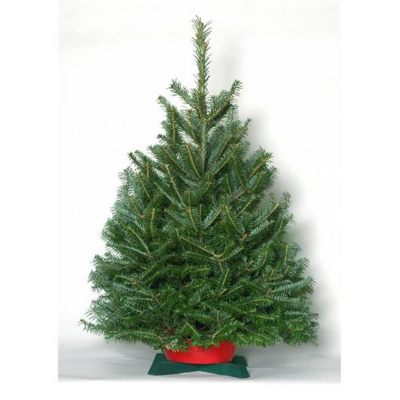 NW Orchids Fraser 4' Dark Green Fir Freshly Cut Christmas Tree