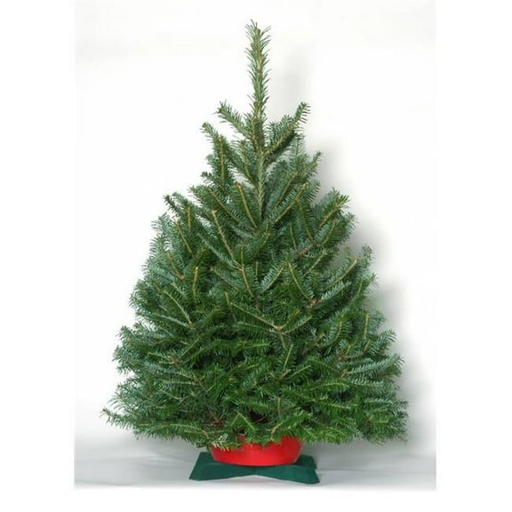 NW Orchids Tabletop Noble Fir Christmas Tree with Stand Fresh-cut 3-4 ft