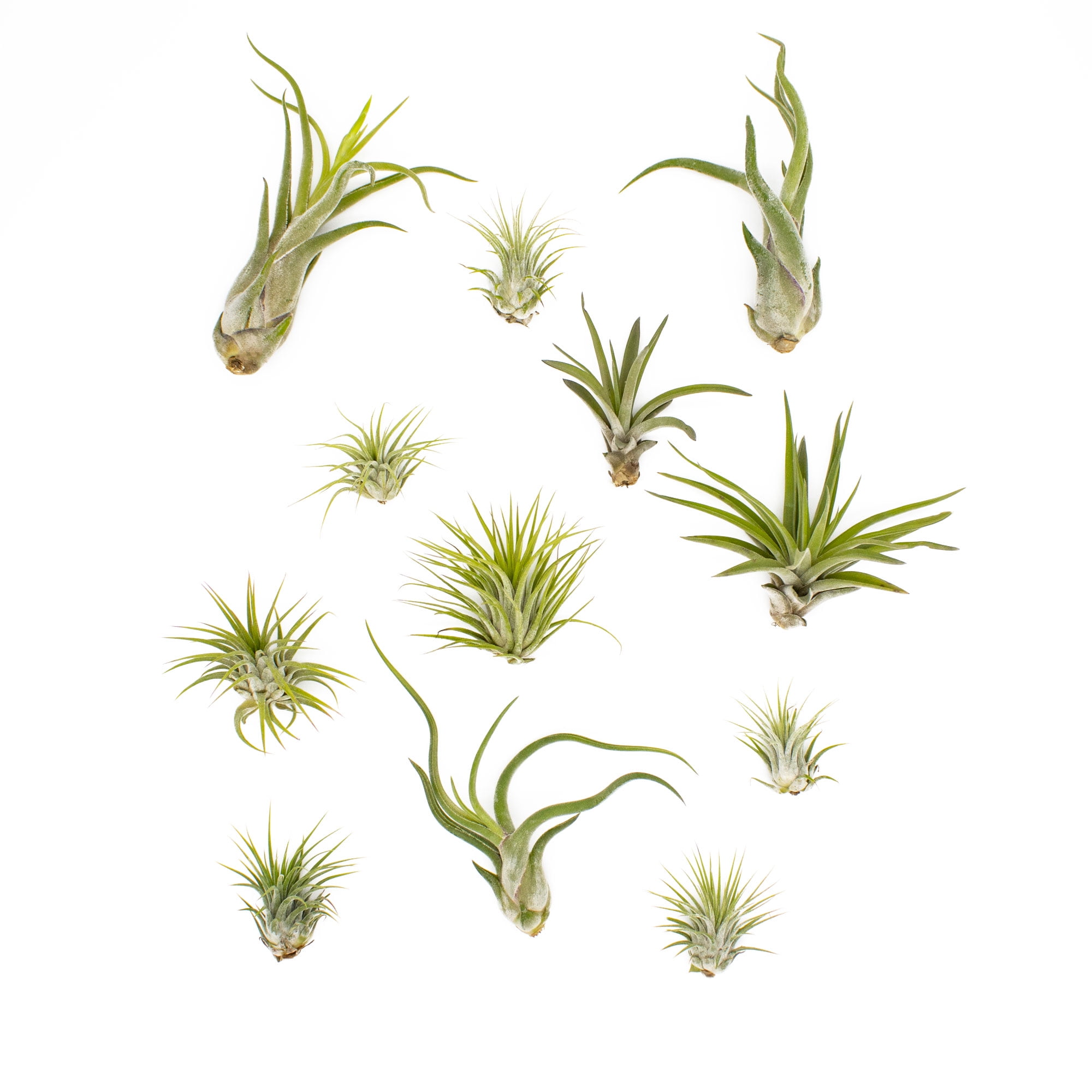 NW Wholesaler, 12 Pack of Assorted Live Air Plants, Variety Pack of