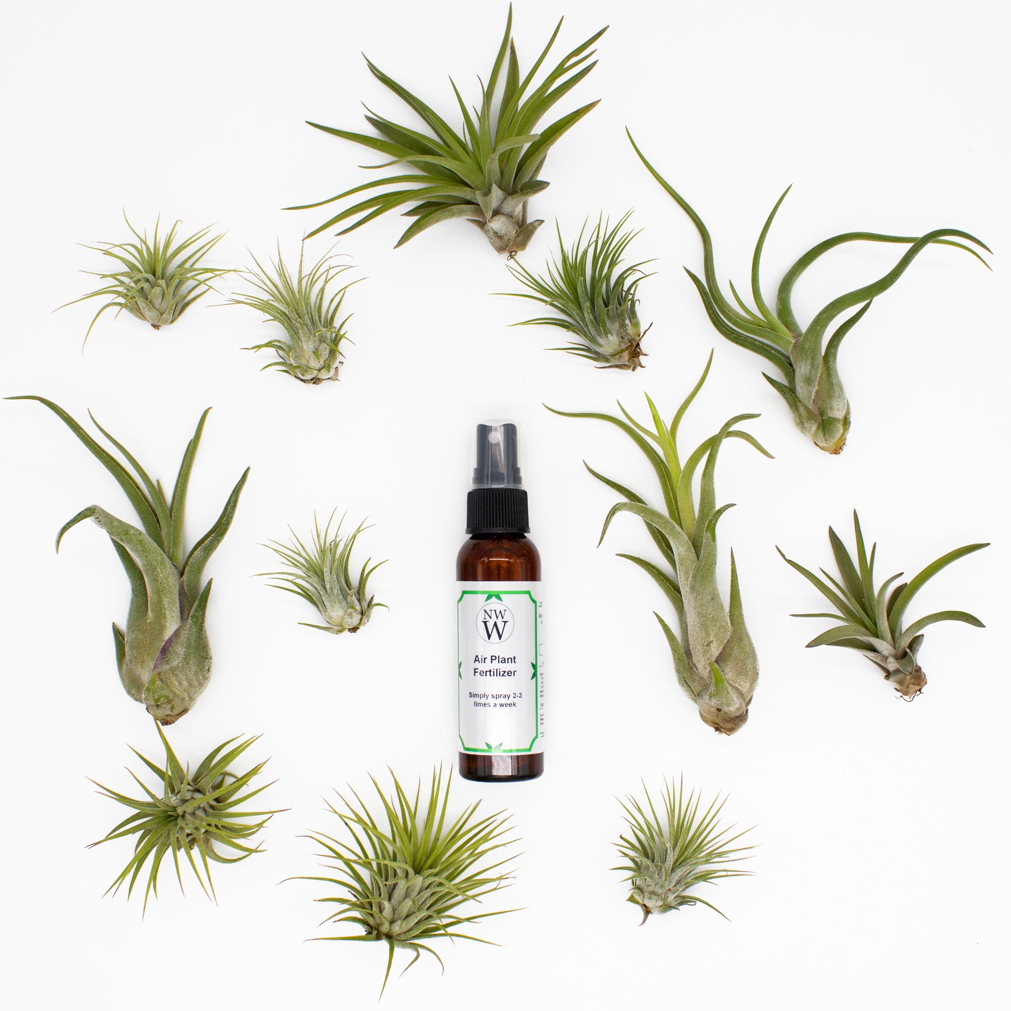 House Plants Decor 24 Pack Air Plants Tillandsia Ionantha - Live Succulent  House Plants Bulk Tillandsia Ionantha Live Succulent House Plants Decor