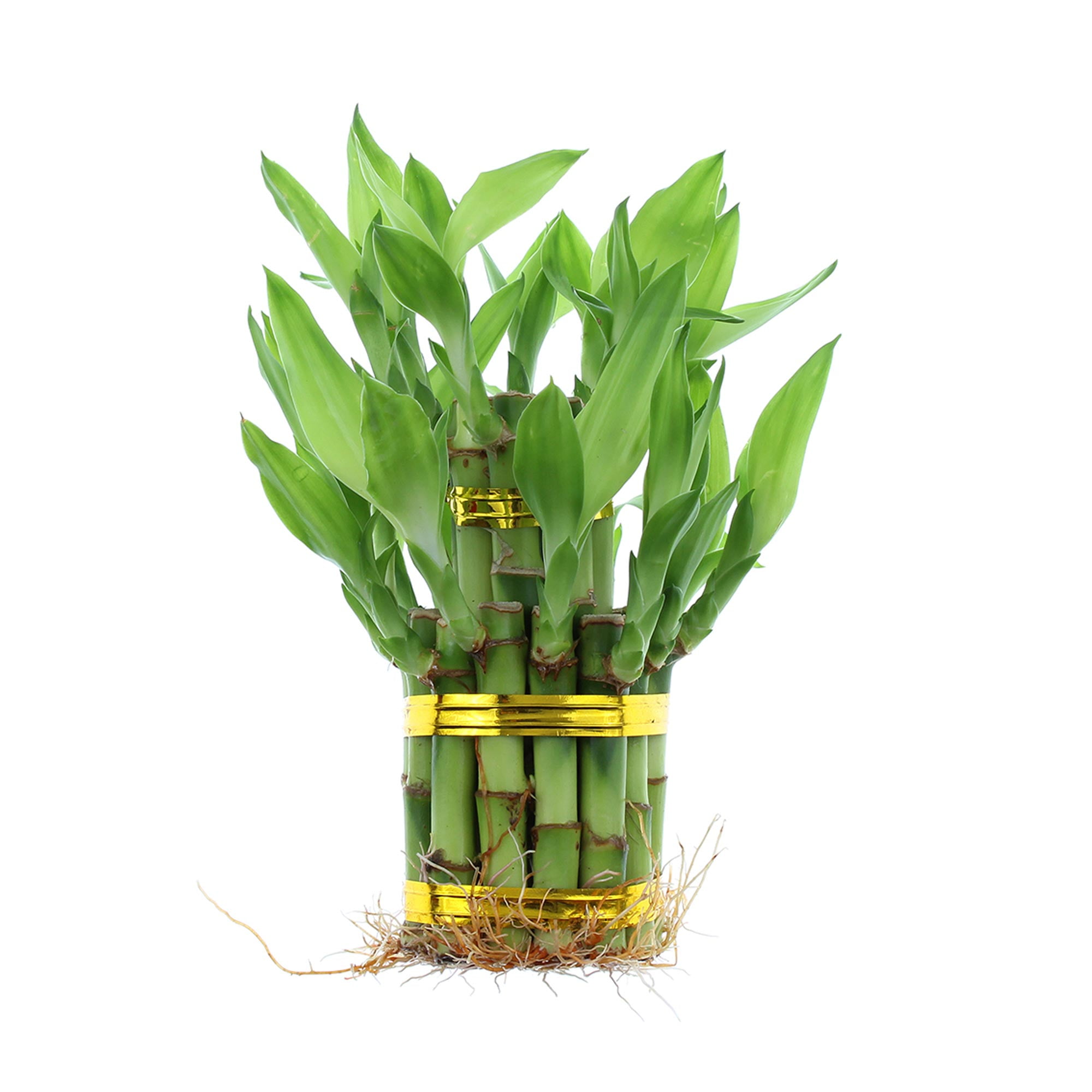NW Wholesaler Lucky Bamboo 2Tier Tower, Indoor Zen House Plant for