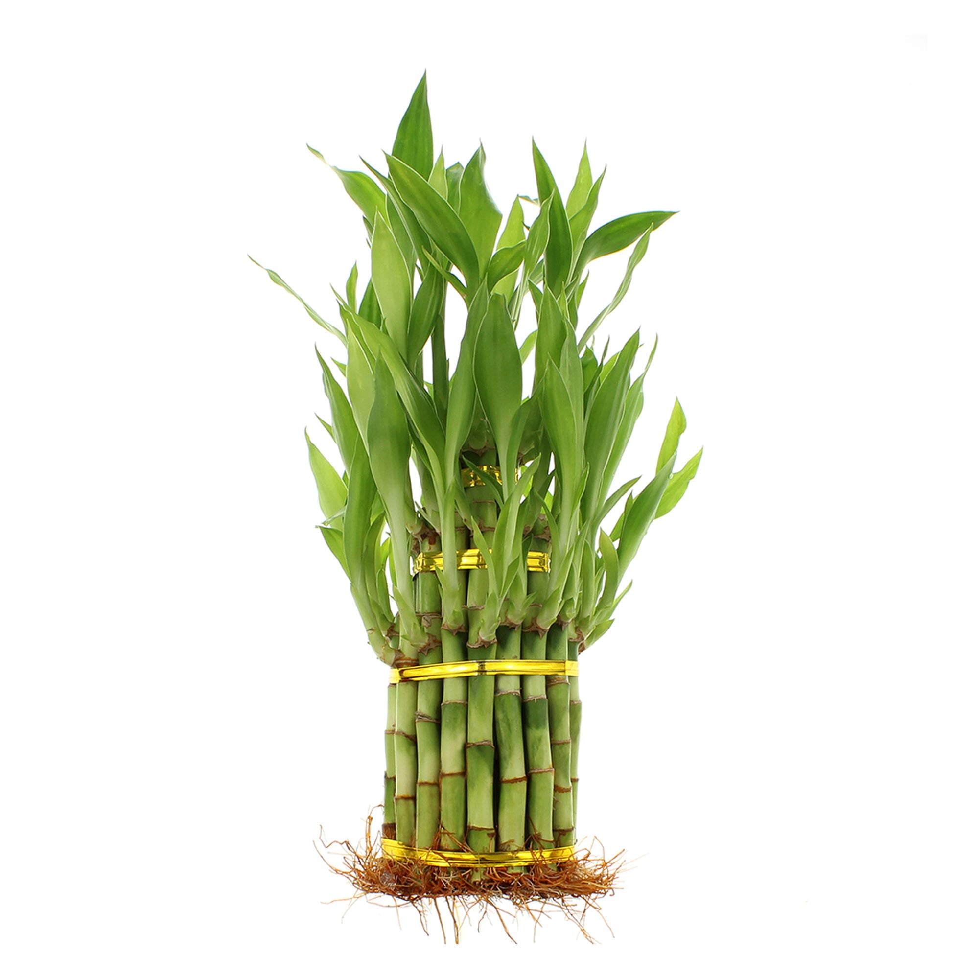NW Wholesaler, 3 Tier Tower Live Indoor Lucky Bamboo Plant, Indoor