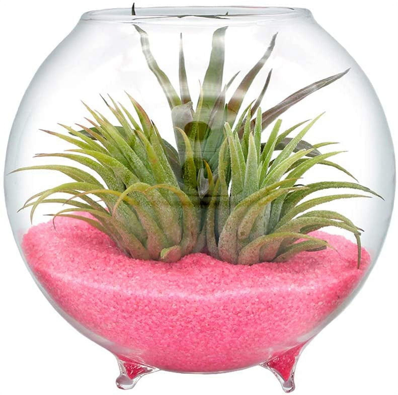 NW Wholesaler 4 inch Glass Orb Terrarium Kit with Pink Sand and 3 Live