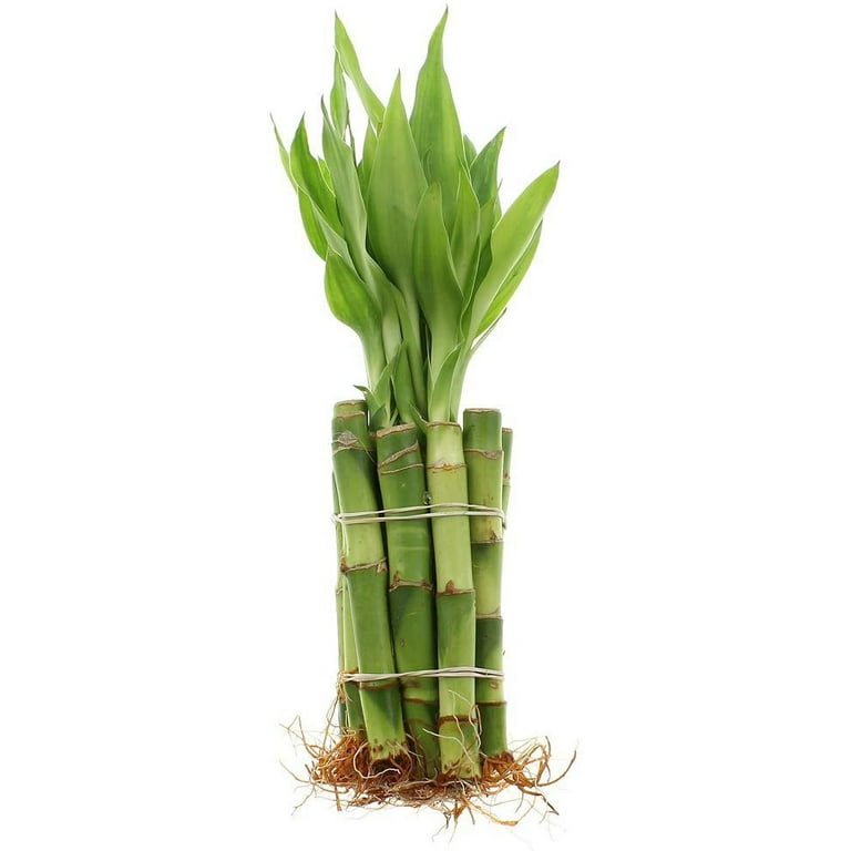 6 Indoor Live Lucky Bamboo Plant, Straight Stalks, Bundles of 10