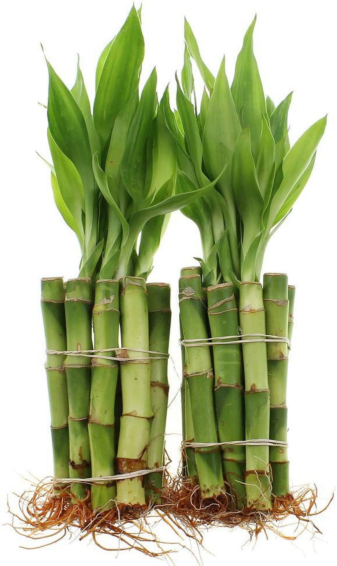 NW Wholesaler Live Indoor 4" Lucky Bamboo Plant Bundle of 20 Stalks