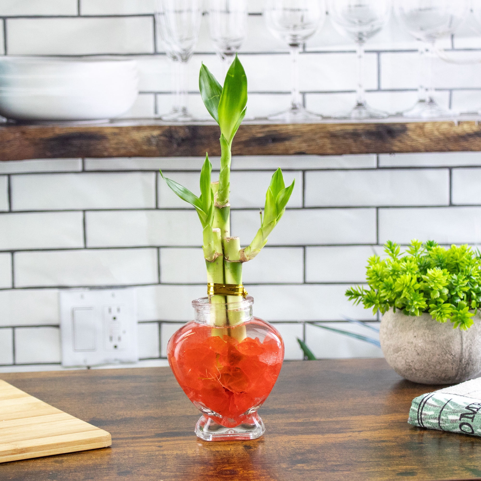 NW Wholesaler Live Indoor Lucky Bamboo 3 Stalk Arrangement in Glass