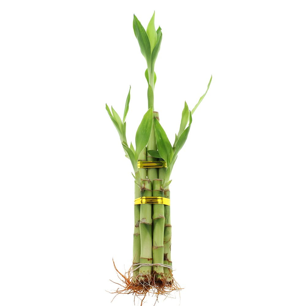 Live Lucky Bamboo Plants Set Of 3 - 5 Stalk Spiral Arrangements For Home, Feng Shui, Aquarium Decor