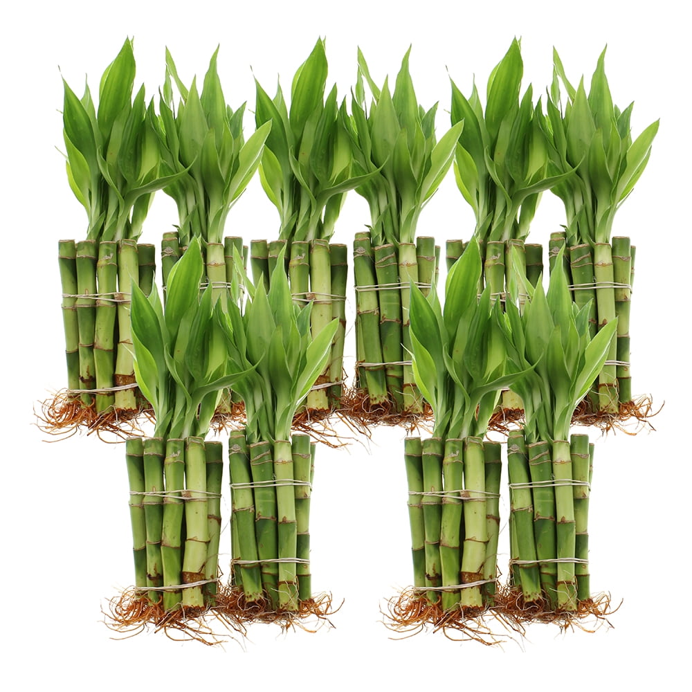 Fresh Lucky Bamboo Stalks Bundle – 60 Mixed Sizes For Indoor Plants, Feng Shui & Home Decor