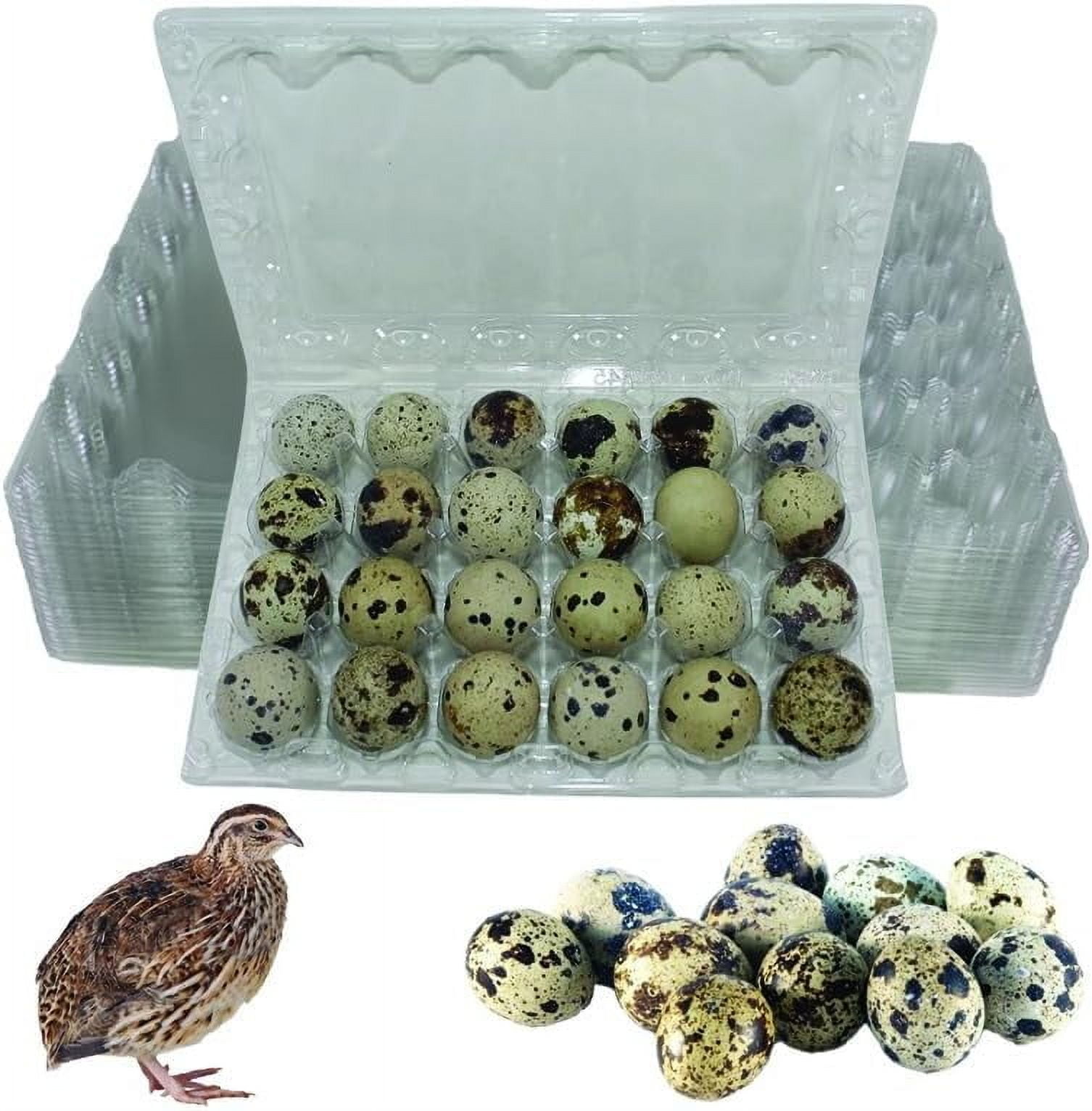 NWQuailFarm JUMBO Quail Eggs Cartons – Holds 24 (4x6) Larger Quail Egg - Designed for Coturnix Jumbo Quail Eggs (100 Pack)