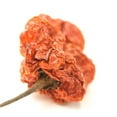 thumbnail image 1 of NY Spice Shop Dried Scotch Bonnet Peppers - 08 Ounce, 1 of 1