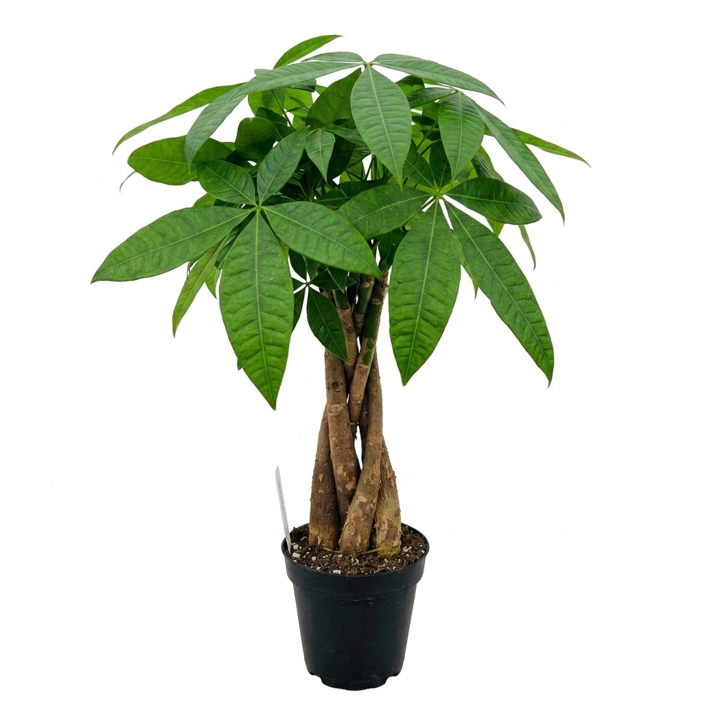 Montei Tree NYGardenia Live Money Tree Plant in 4