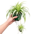 thumbnail image 1 of NYGardenia Live Variegated Spider Plant in 4" Nursery Pot, Easy Care Indoor Houseplant, 1 of 5