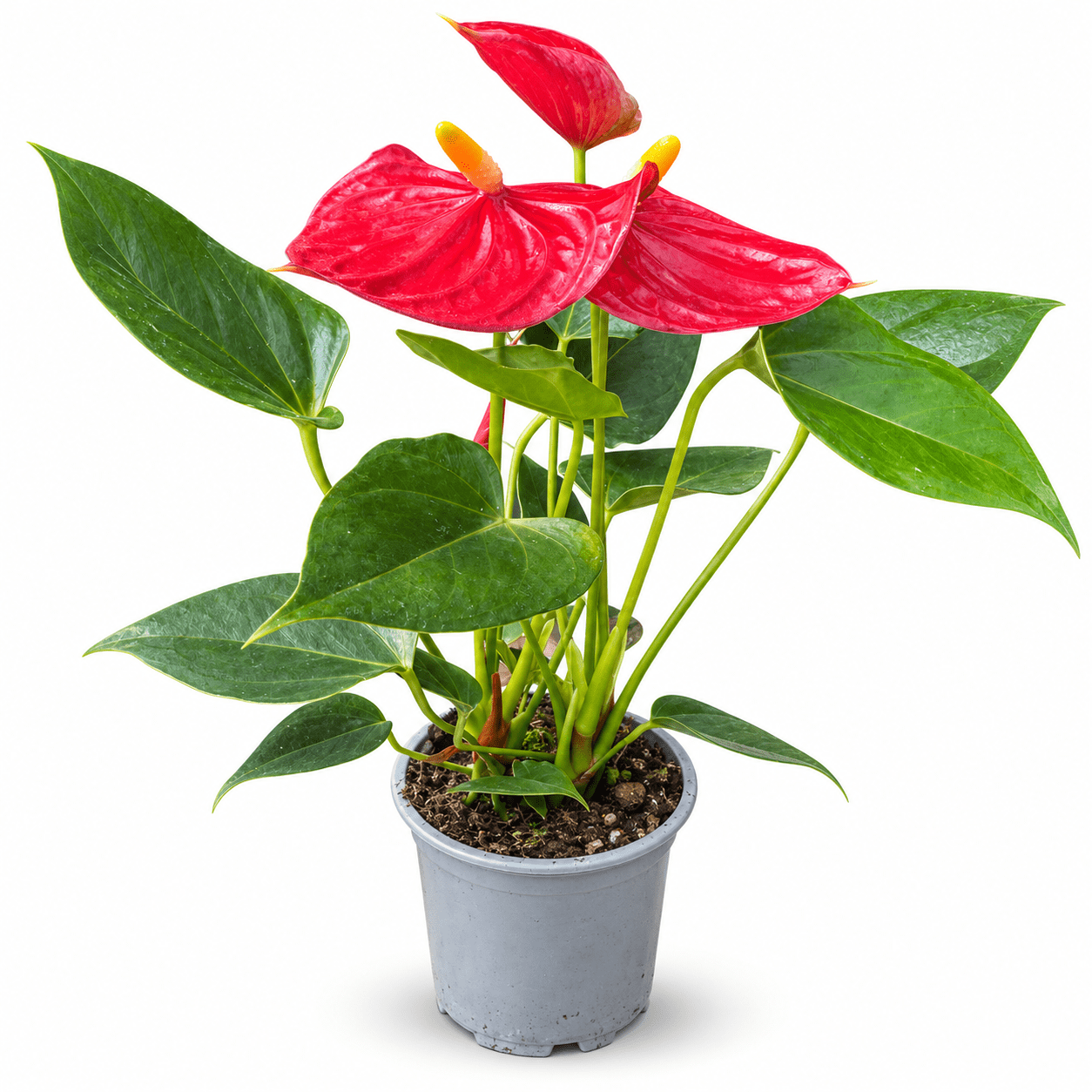NYGardenia Red Anthurium Live Flowering Plant, 4 Inch Nursery Pot ...
