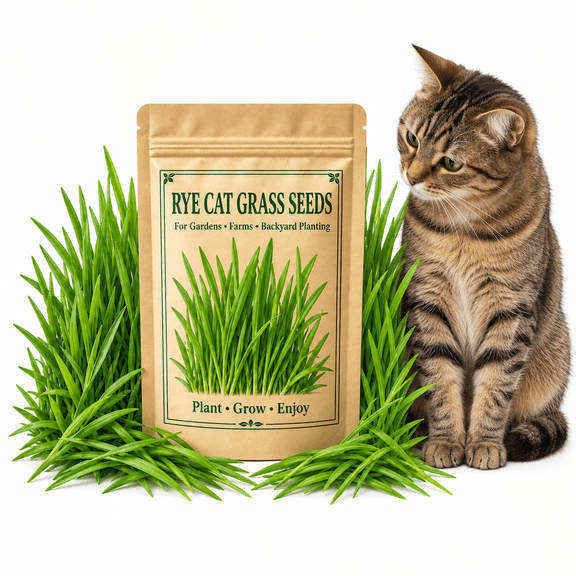 NYGardenia Rye Cat Grass Seeds for Planting, 300 Seeds, Indoor Container Growing