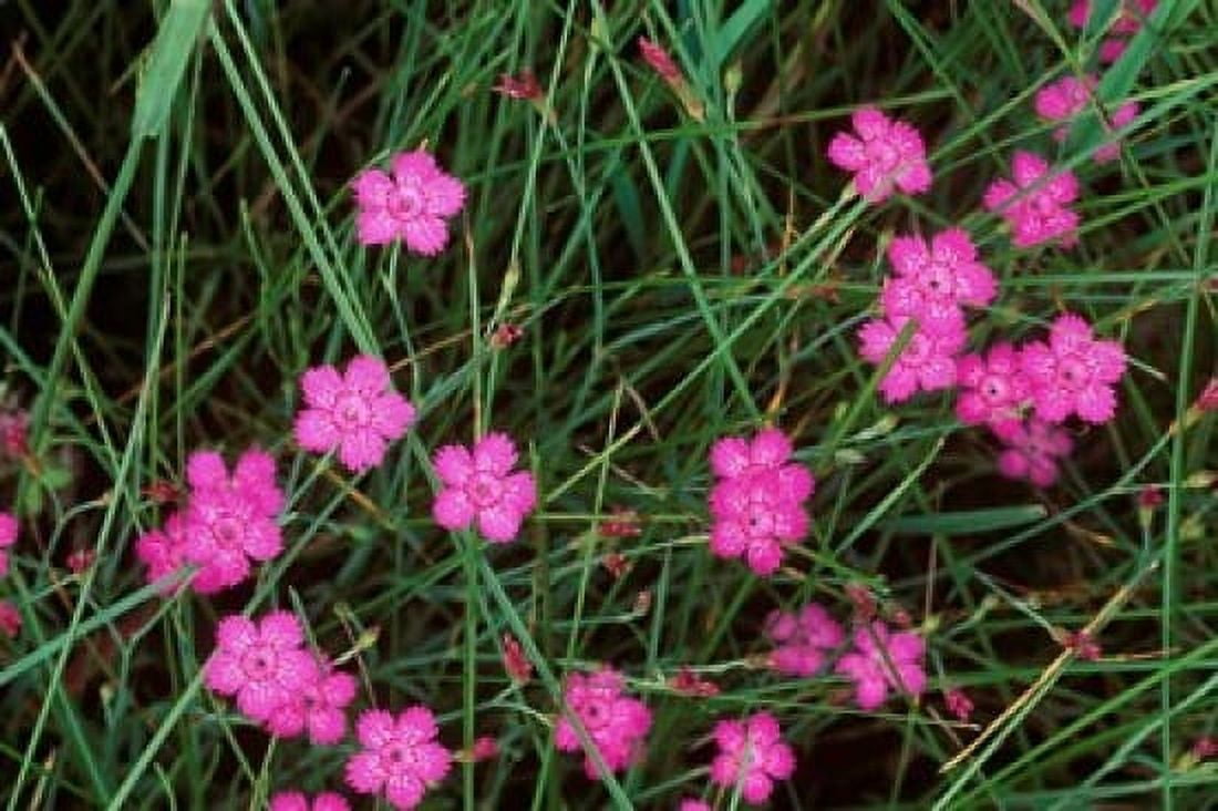 Nadeshiko (Wild Pinks) Daisetsuzan NP Hokkaido Japan Canvas Art - Rob Tilley DanitaDelimont (23 x 15)