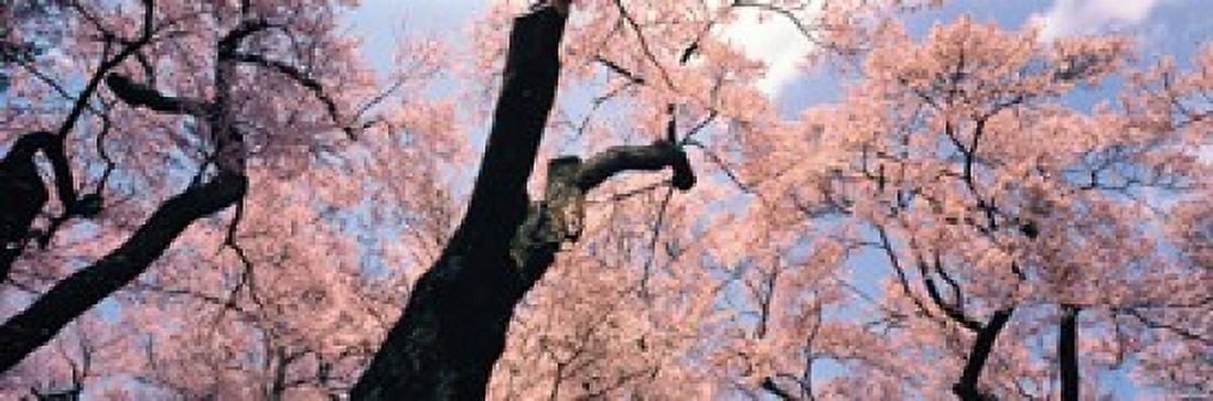 Nagano Japan Canvas Art - Panoramic Images (36 x 12)