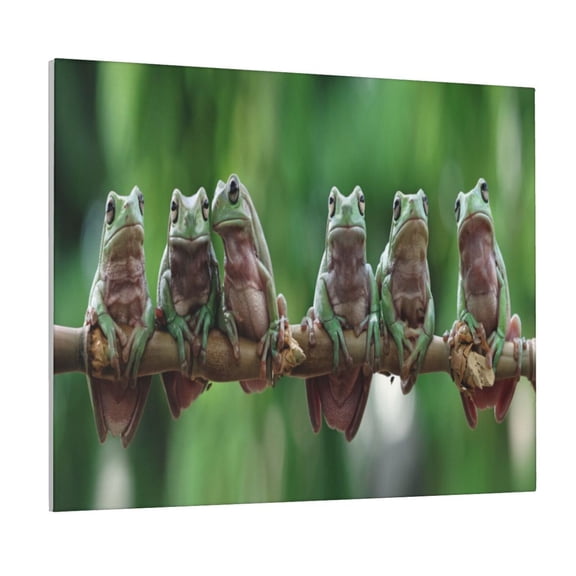 Naloa Australian White Tree Frog Sitting on Branch Print Canvas Bathroom Wall Art,Bathroom Wall Art Decoration, Canvas Poster Prints,Decorative Paintings for Living Room, Bathroom, Kids Room