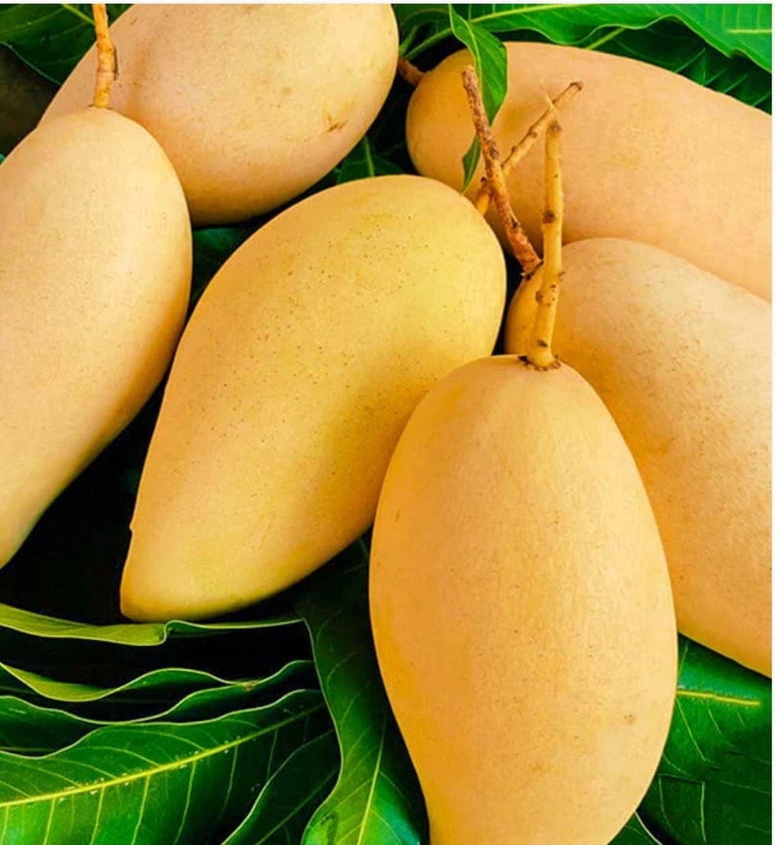 Nam Doc Mai MANGO TREE GRAFTED (2-4 Feet Tall) - Walmart.com