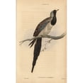thumbnail image 1 of Namaqua Dove, Oena Capensis Poster Print By ® Florilegius Mary Evans (24 X 36), 1 of 3