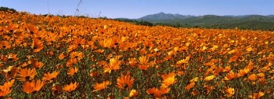 Namaqua Parachute-Daisies flowers in a field South Africa Canvas Art - Panoramic Images (36 x 13)