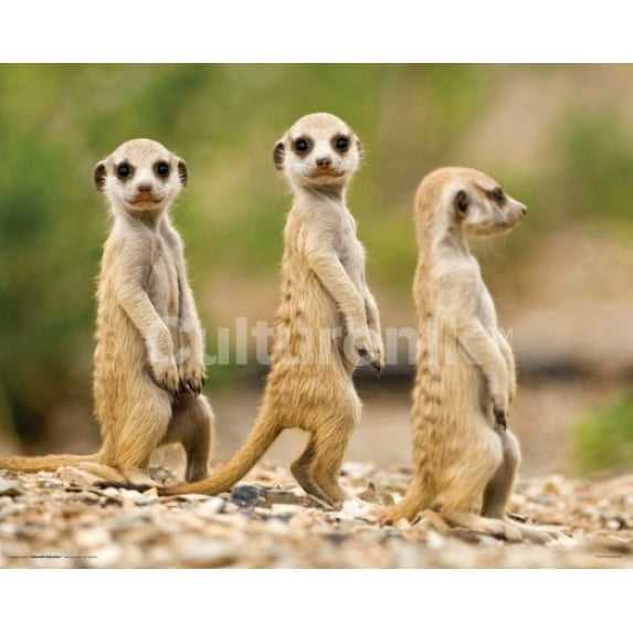 Nambia Meerkat Pups Poster (20 X 16)