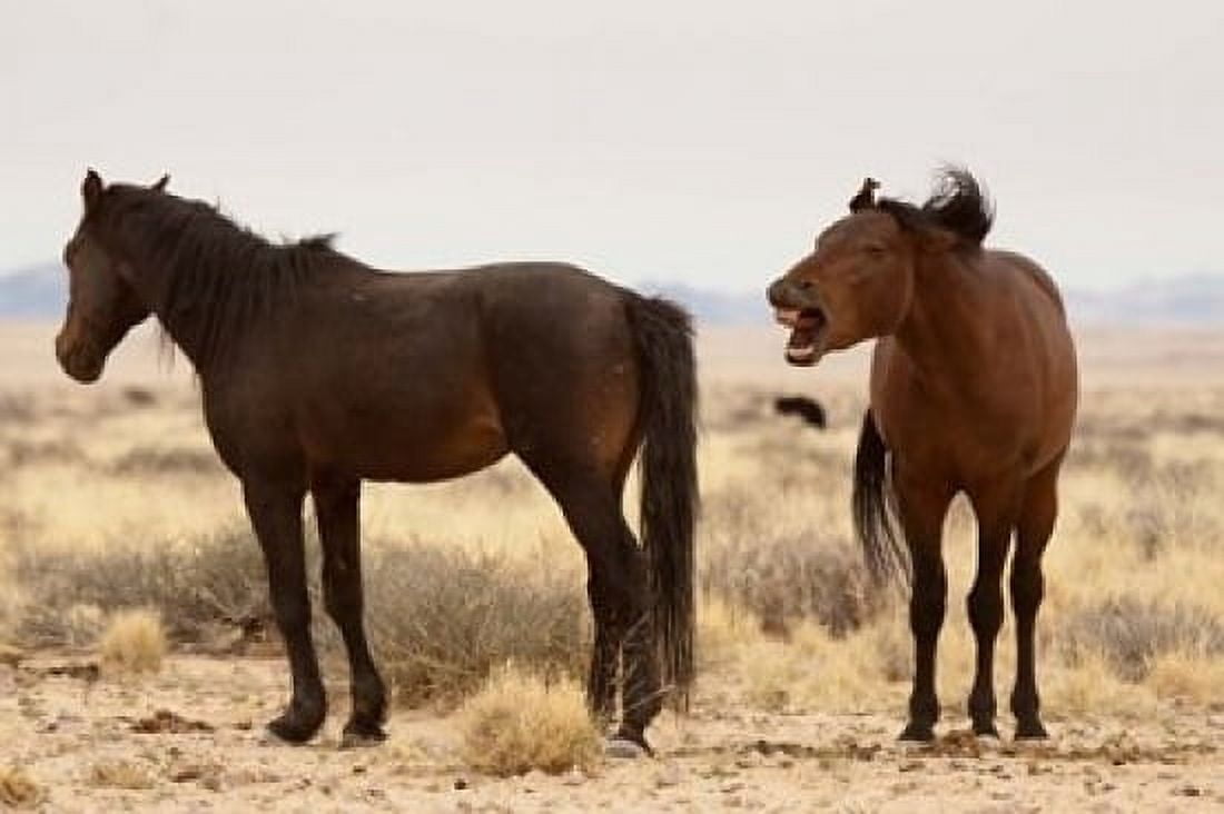 Namibia Aus Two wild horses on the Namib Desert Canvas Art - Jaynes Gallery DanitaDelimont (17 x 11)