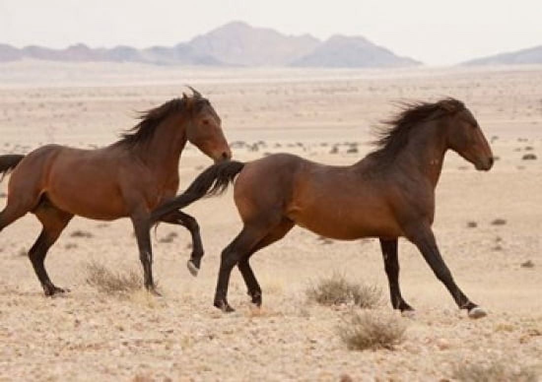 Namibia Aus Wild horses in Namib Desert Canvas Art - Jaynes Gallery DanitaDelimont (34 x 24)