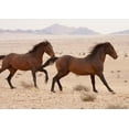 thumbnail image 1 of Namibia, Aus, Wild horses in Namib Desert Poster Print by Jaynes Gallery (34 x 24), 1 of 1