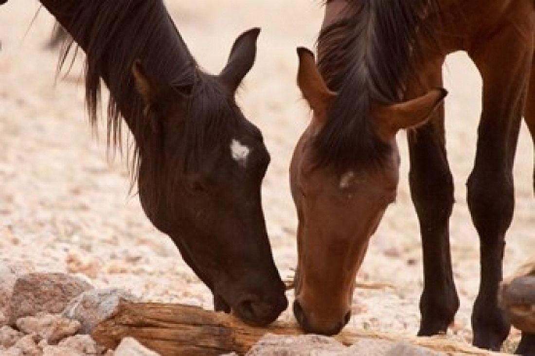Namibia Aus Wild horses of the Namib Desert Canvas Art - Jaynes Gallery DanitaDelimont (17 x 11)